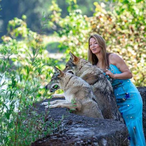 ceski-vuk-van-luk-wolf-11