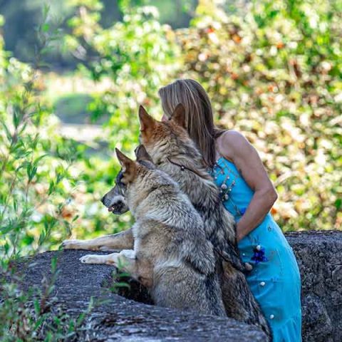 ceski-vuk-van-luk-wolf-12