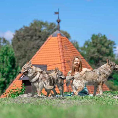 ceski-vuk-van-luk-wolf-13