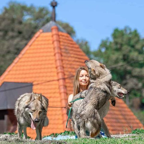 ceski-vuk-van-luk-wolf-14