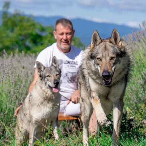 ceski-vuk-van-luk-wolf-17