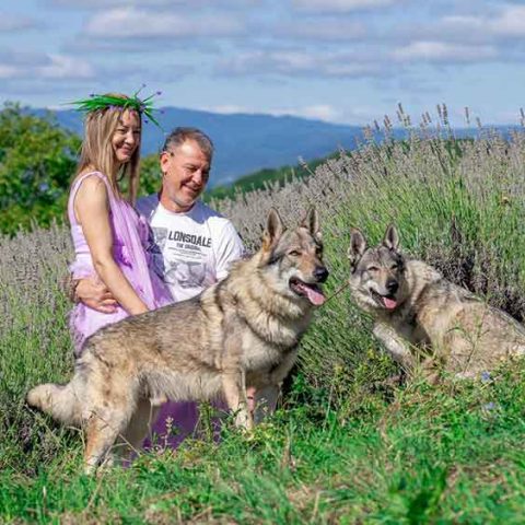 ceski-vuk-van-luk-wolf-18