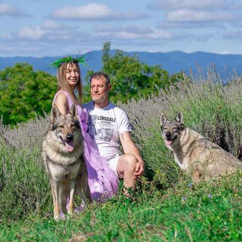 ceski-vuk-van-luk-wolf-19