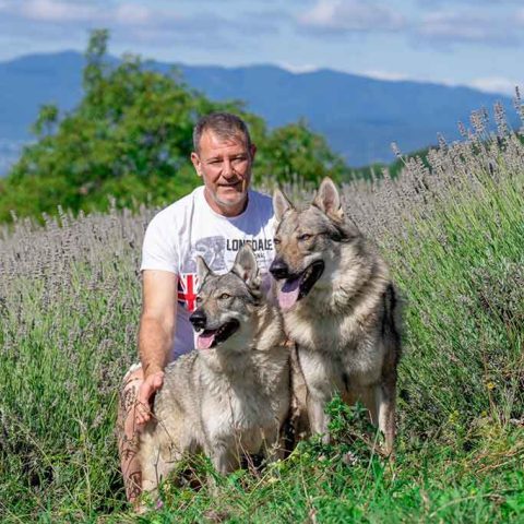 ceski-vuk-van-luk-wolf-21