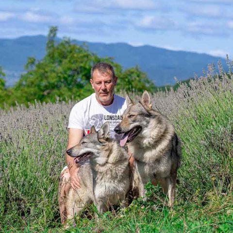 ceski-vuk-van-luk-wolf-22