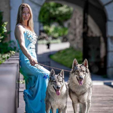 ceski-vuk-van-luk-wolf-7