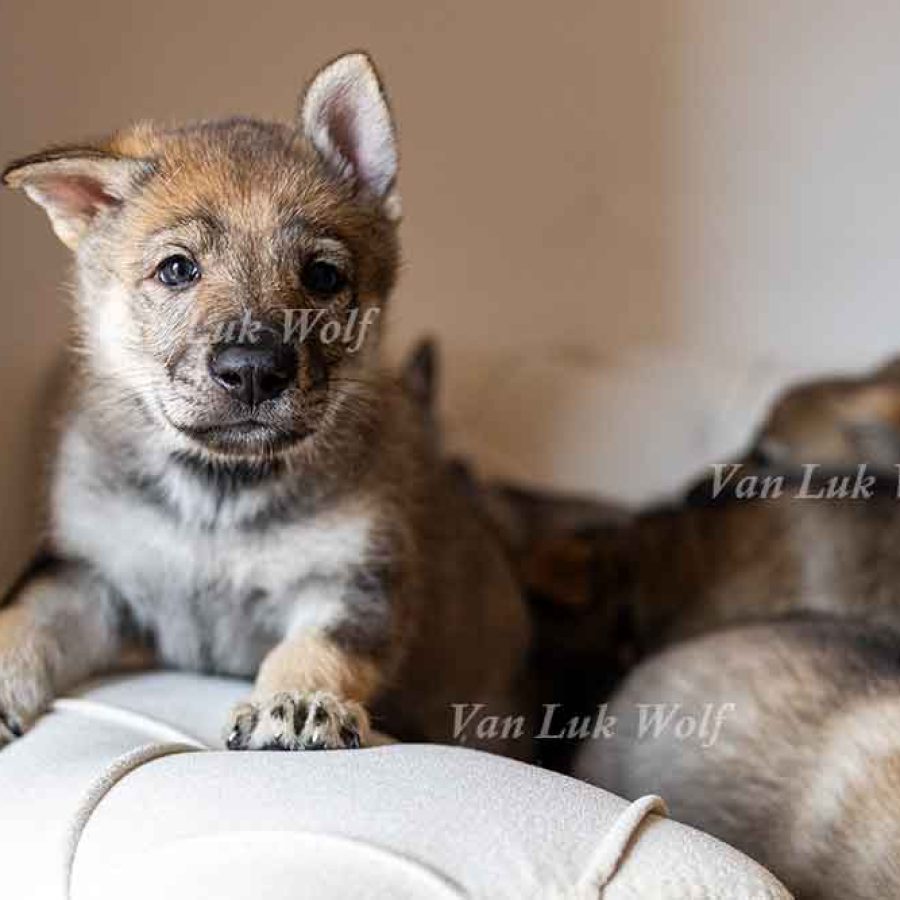 Čehoslovački vučji pas - štenci